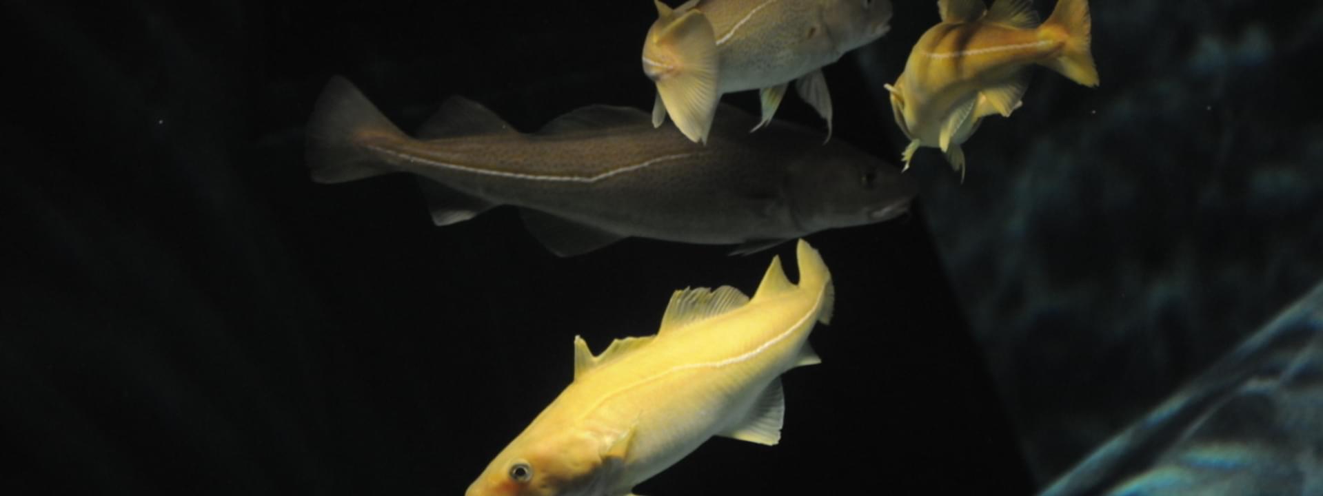 Codfish aquarium