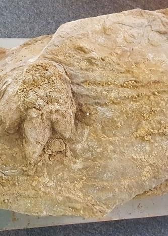 Dinossauros na Figueira da Foz