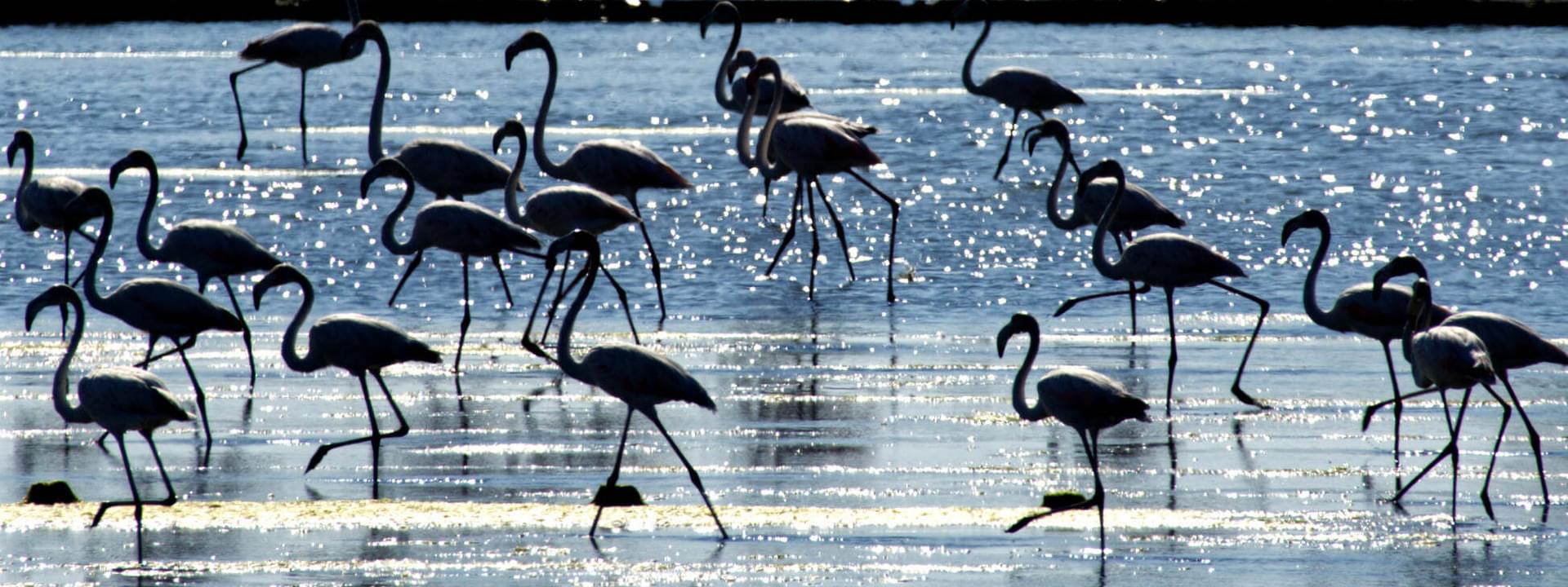 Flamencos en la isla de Morraceira