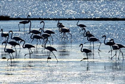 Flamingos na ilha da Morraceira