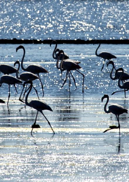 Flamingos na ilha da Morraceira