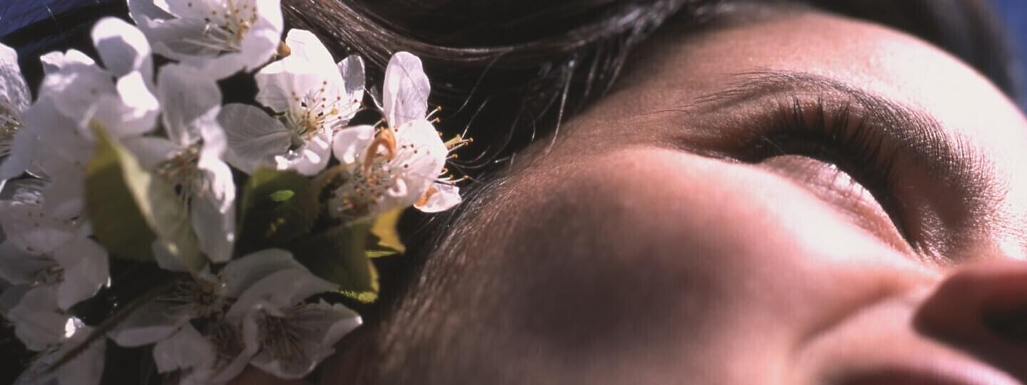 Cerezos en flor en Fundão