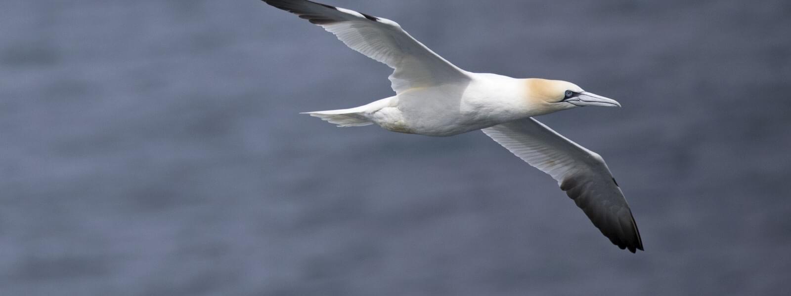 Peniche – eine Destination für Birdwatcher