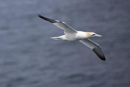 Peniche: un destino para observadores de aves