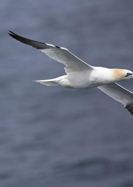 Peniche: a destination for birdwatchers