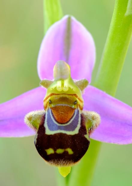 Wilde Orchideen