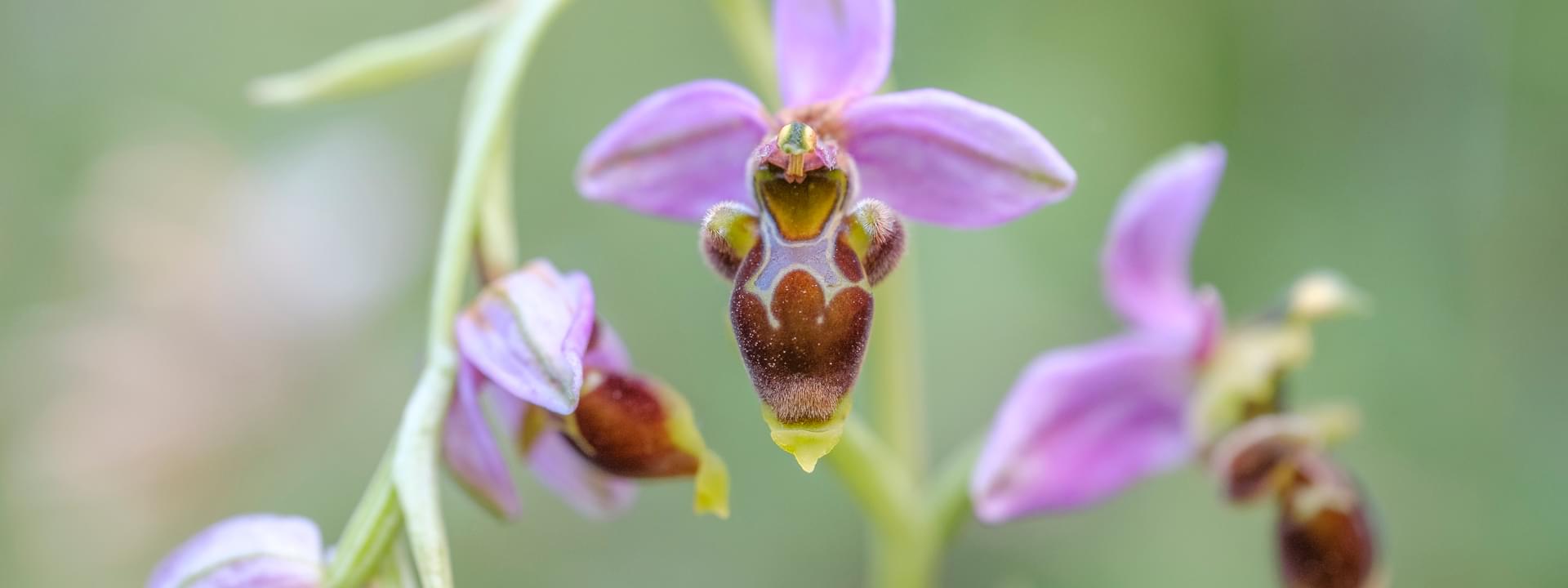 Ophrys scolopax Cavanilles