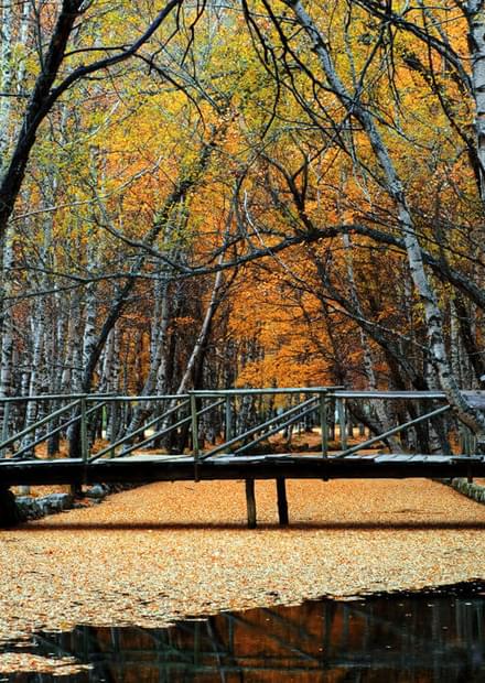 Autumn leaves you breathless in Center of Portugal!