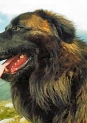 Serra da Estrela Dog