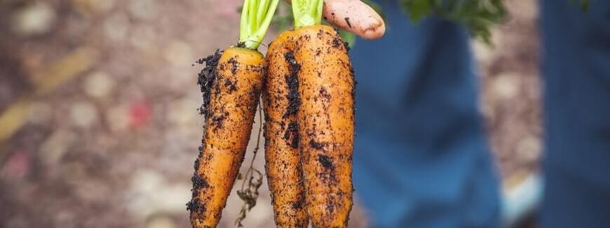 Food for the future