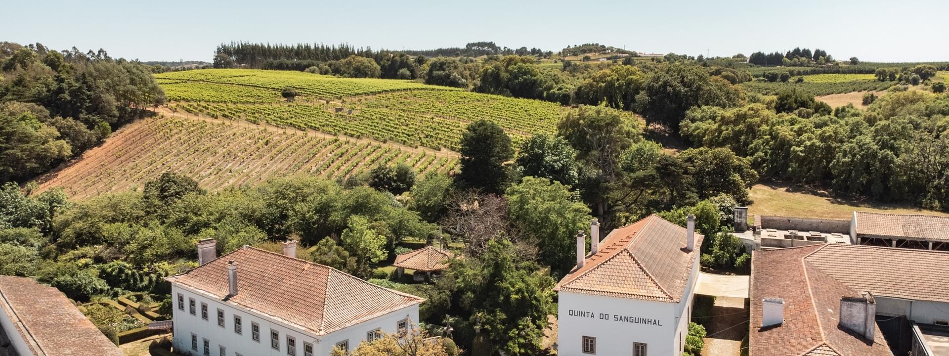 Die Weine von Lissabon