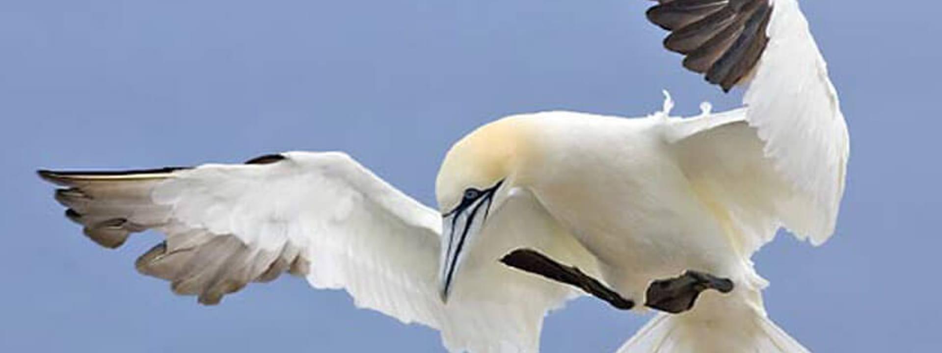 Peniche: a destination for birdwatchers