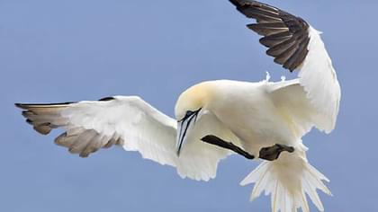 Peniche: a destination for birdwatchers