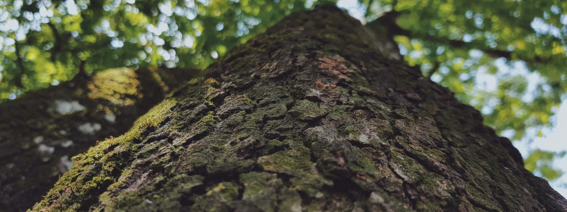 Bosque terapéutico de Bussaco: cura y conexión con la naturaleza