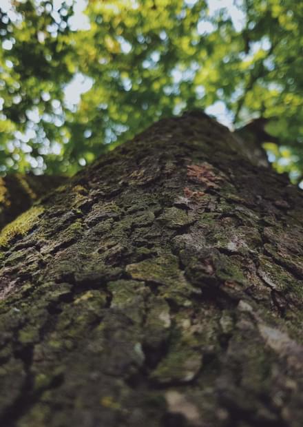 Bussaco Healing Forest: Cure and Connection with Nature