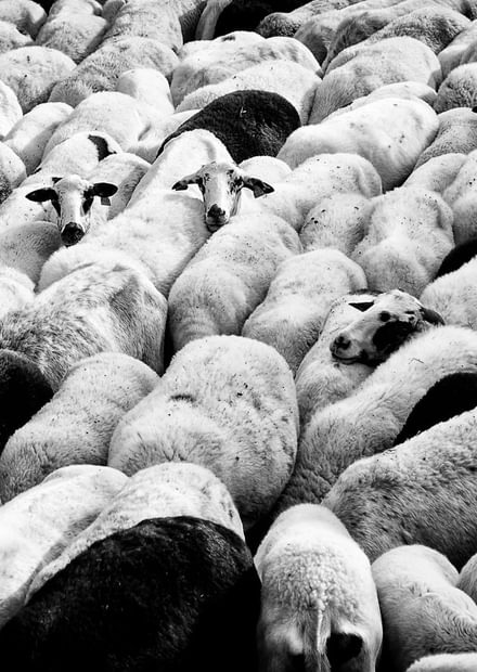 Rutas de la trashumancia